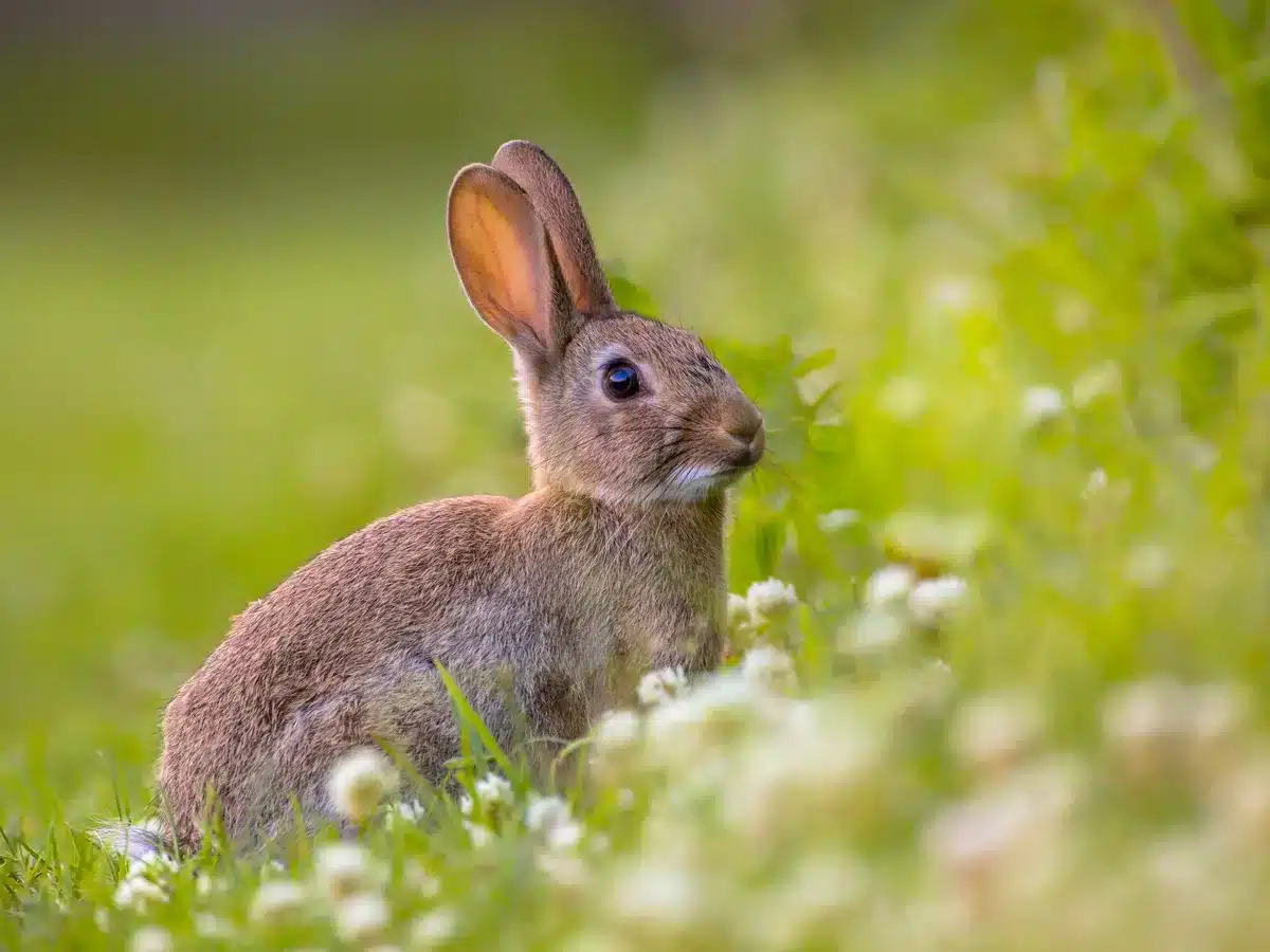 Wildkaninchen im Garten - Wildtiere in Europa