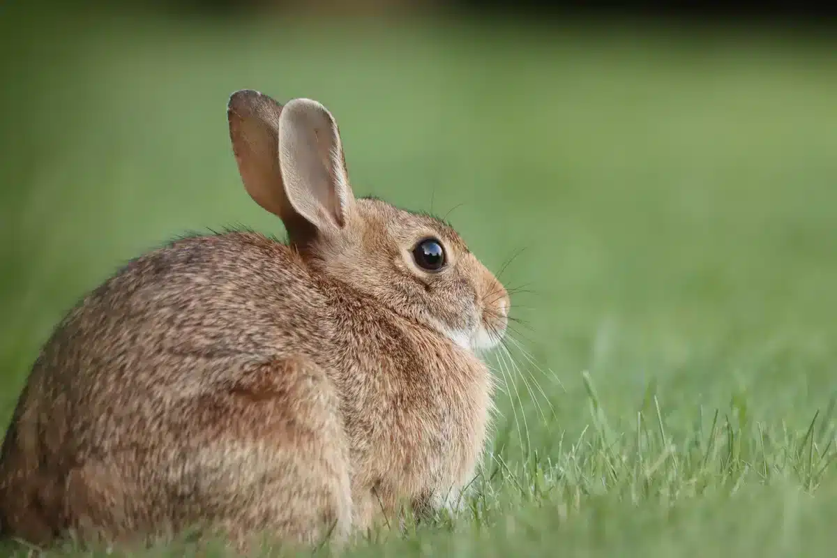 Wildkaninchen im Garten, was tun - Wildtiere in Europa