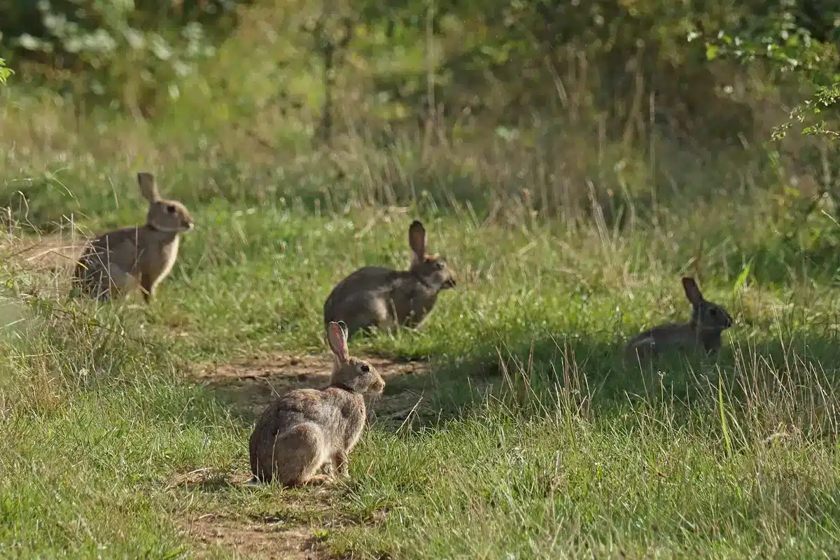 Wildkaninchen in ihrem Lebensraum - Wildtiere in Europa