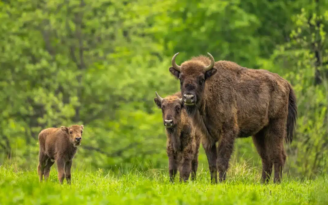 Wisent Deutschland – Geschichte und Wiederansiedlung
