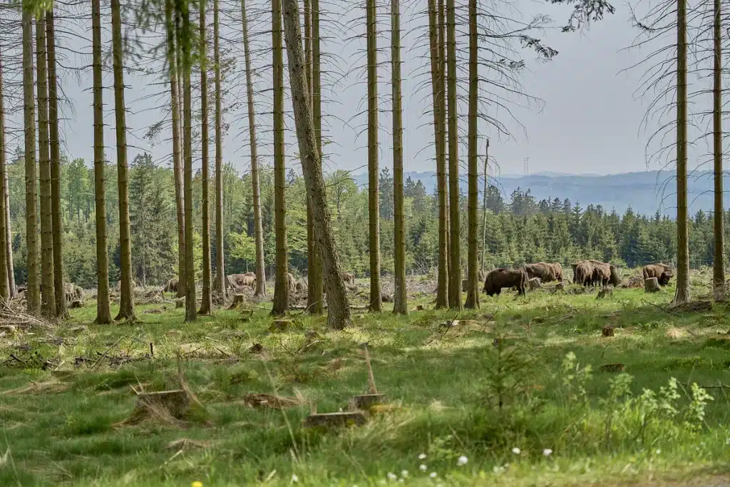 Wisent Rothaargebirge - Wildtiere in Europa