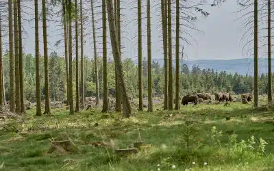 Die Rückkehr des Wisent im Rothaargebirge