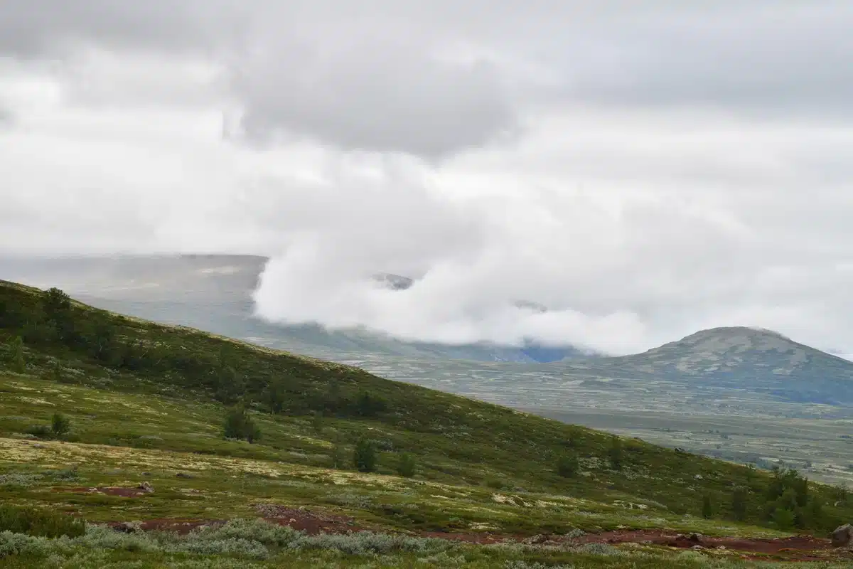Wo ist der Moschusochse im Dovrefjell Nationalpark- Wildtiere in Europa