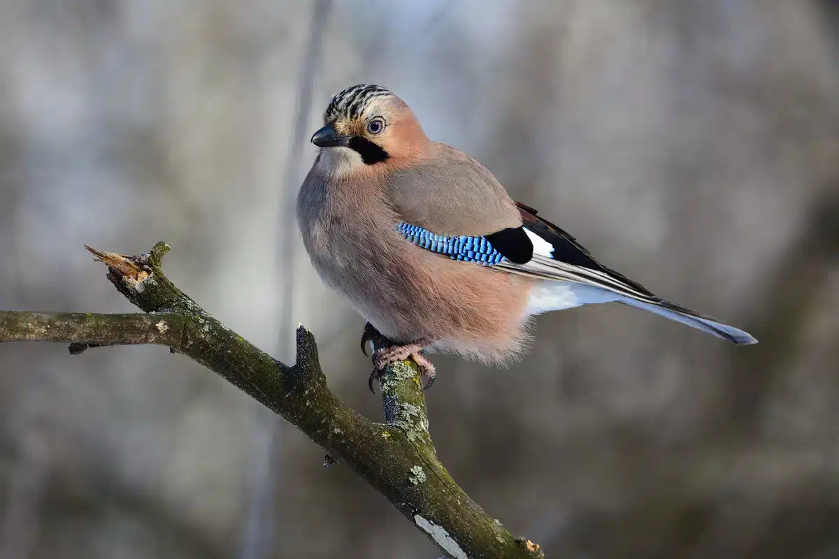 Woran erkennt man ein Eichelhäher Weibchen - Wildtiere in Europa