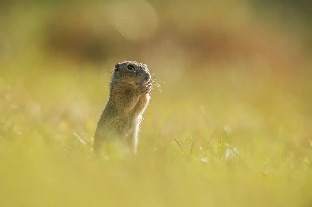Ziesel als Haustier Warum es keine gute Idee ist- Wildtiere in Europa
