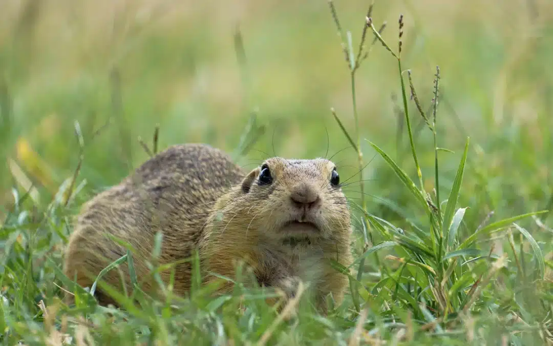 Ziesel als Haustier – Haltung, Anforderungen und gesetzliche Bestimmungen
