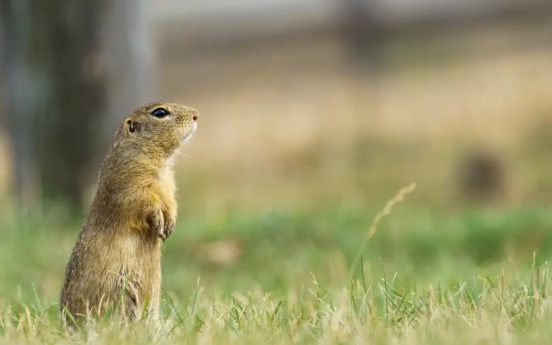 Ziesel im Garten – Verhalten, Schutz und mögliche Maßnahmen