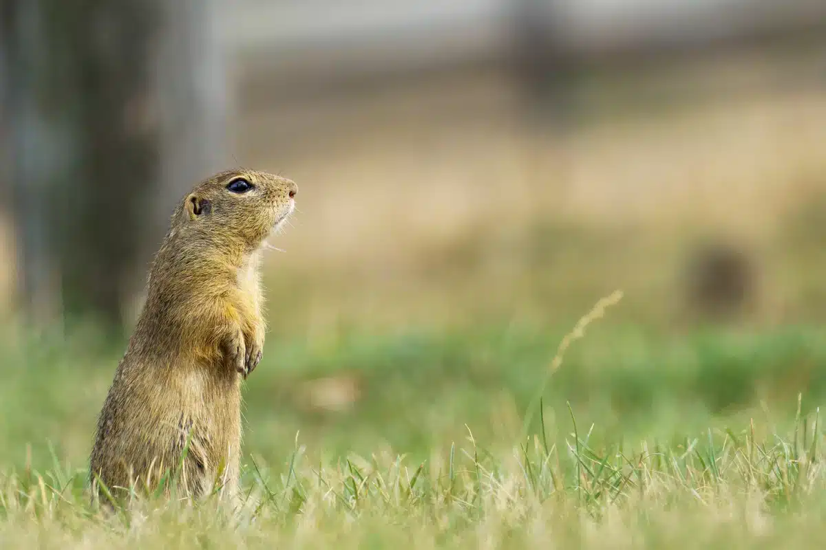 Ziesel im Garten -Wildtiere in Europa