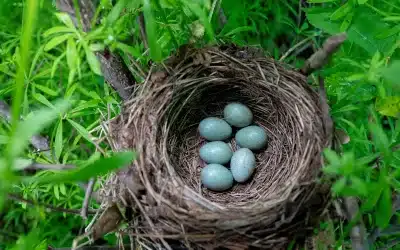 Amsel Eier – Anzahl, Brutverhalten und Schutz der Gelege