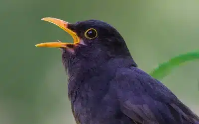 Amsel Männchen – Erkennungsmerkmale, Gesang und Revierverhalten