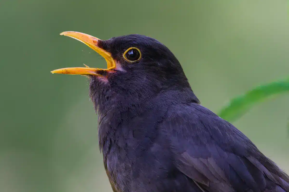 Amsel Männchen - Wildtiere in Europa