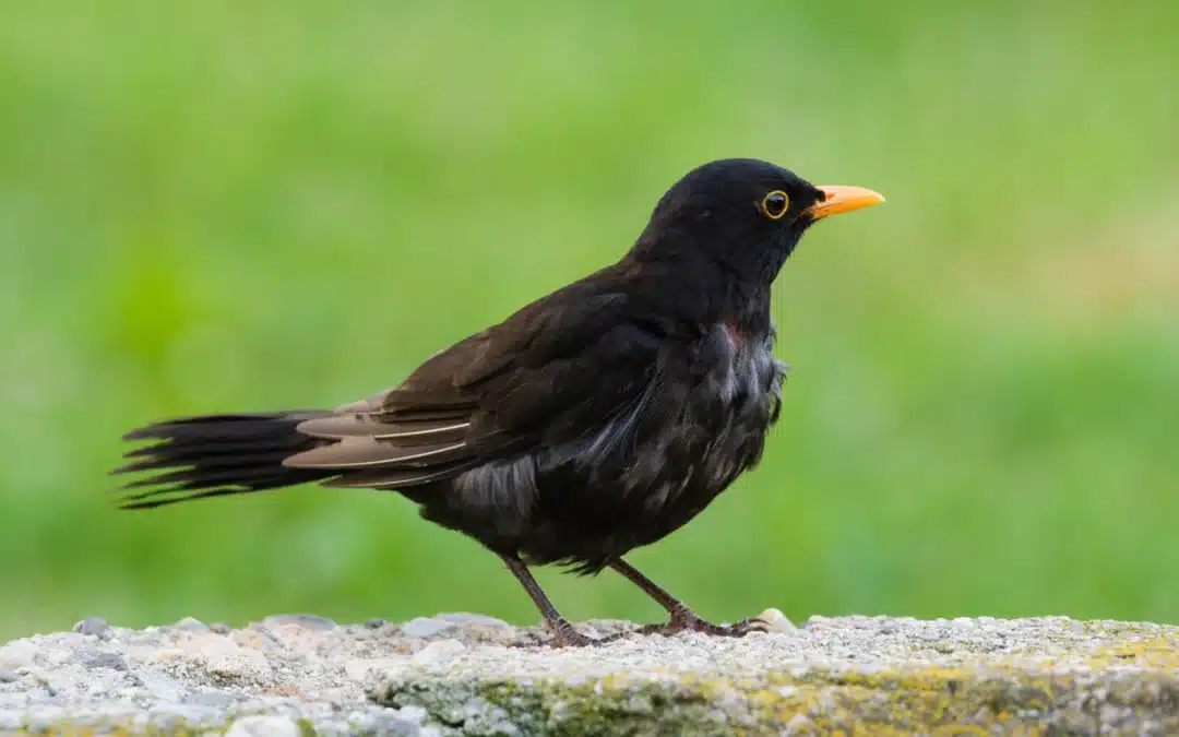 Der Amsel Virus: Gefahr für die beliebten Singvögel