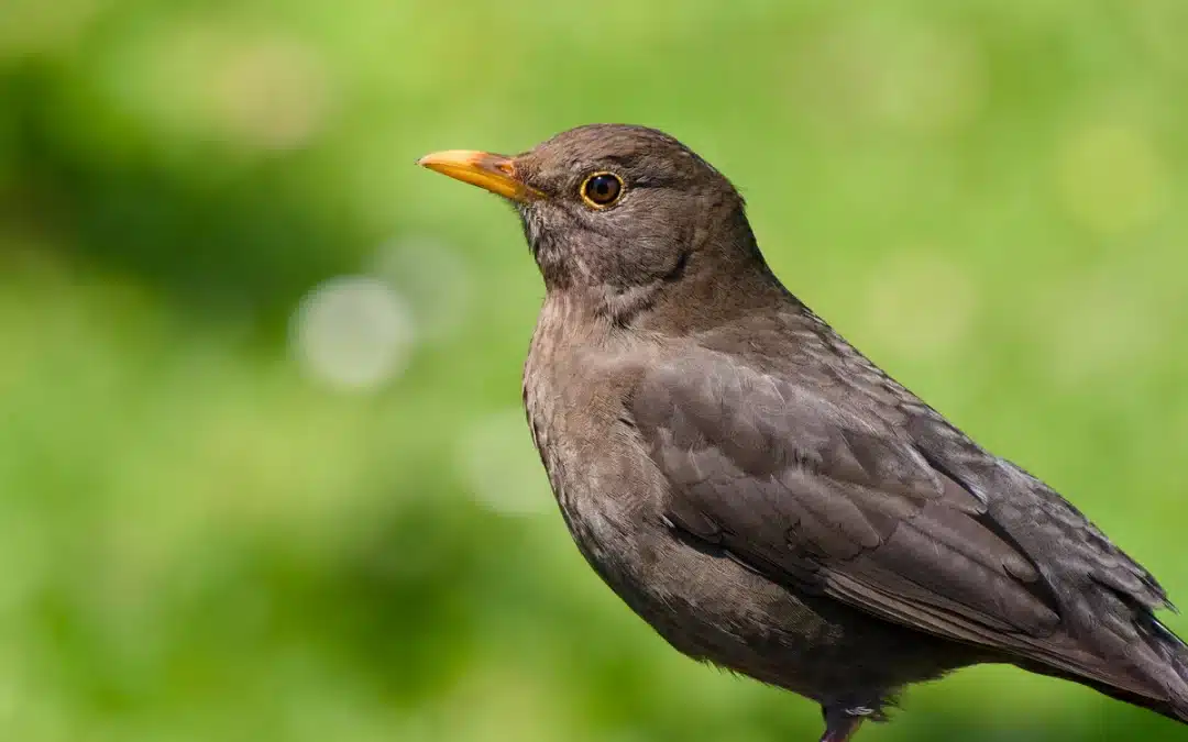 Amsel in braun – so erkennst du das Weibchen richtig