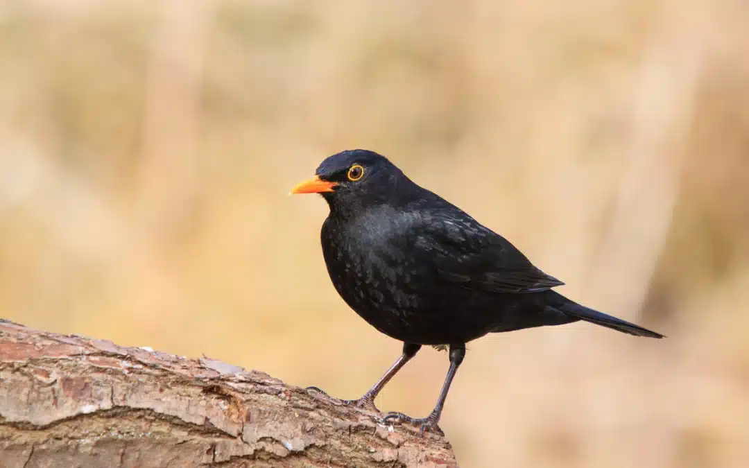 Anderer Name der Amsel – darum wird sie auch so genannt
