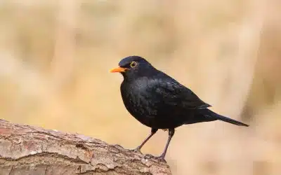 Anderer Name der Amsel – darum wird sie auch so genannt