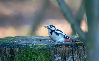 Aussehen Buntspecht – so erkennst du diesen auffälligen Vogel auf einen Blick