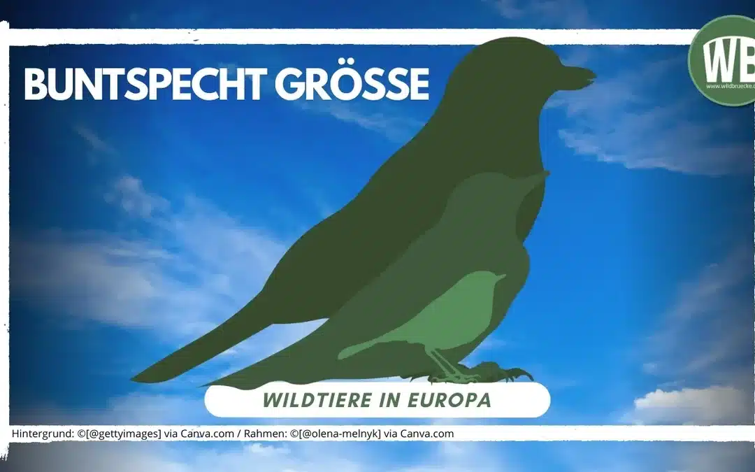 Die Buntspecht Größe im Vergleich mit anderen Vögeln