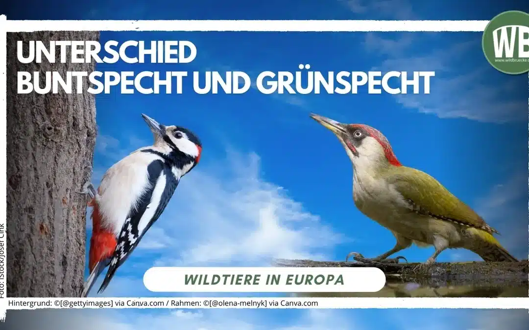 Unterschied Buntspecht und Grünspecht – zwei heimische Vögel im Vergleich