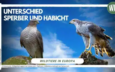 Unterschied zwischen Sperber und Habicht – zwei Jäger, ein Lebensraum