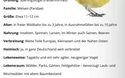 Blaumeise Steckbrief: Alles über den kleinen, bunten Gartenvogel