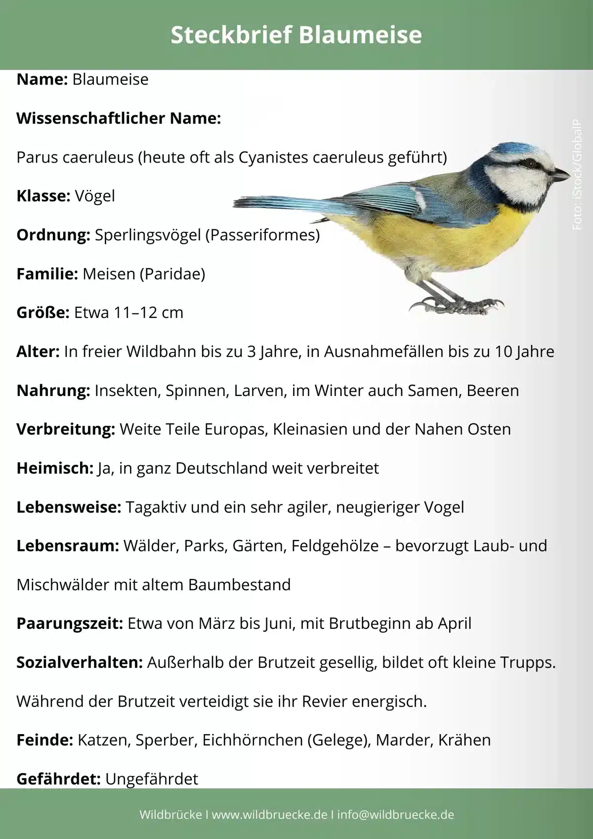 Blaumeise Steckbrief - Vögel in Europa