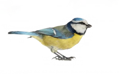 Blaumeise