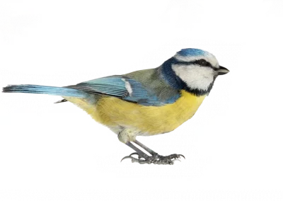 Blaumeise