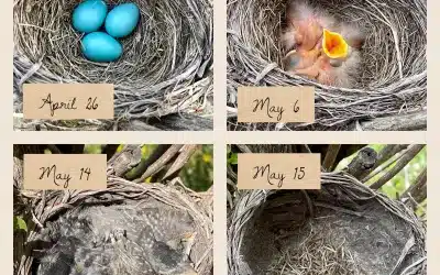 Die Brutzeit der Rotkehlchen: Ein Blick auf die Fortpflanzung dieses kleinen Vogels