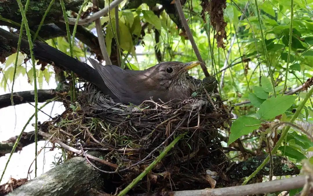 Die Brutzeit einer Amsel: Vom Nestbau bis zum Flüggewerden