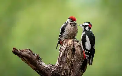 So erkennst du den Buntspecht Jungvogel – Merkmale, Verhalten und Entwicklung