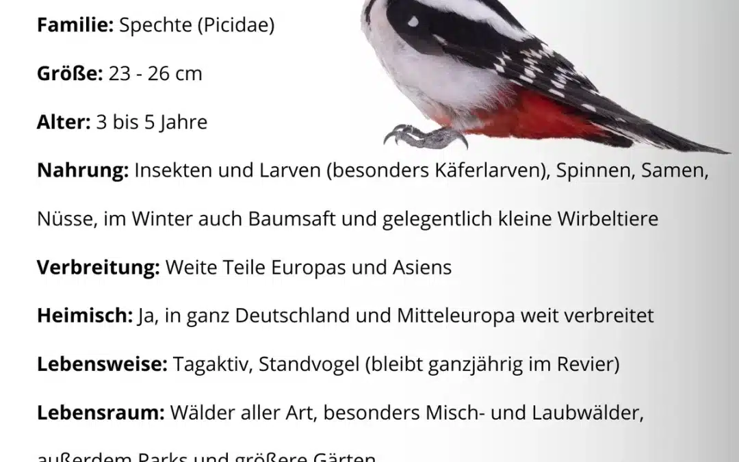 Der Steckbrief Buntspecht zeigt, wie vielseitig dieser Waldvogel wirklich ist