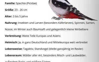 Der Steckbrief Buntspecht zeigt, wie vielseitig dieser Waldvogel wirklich ist