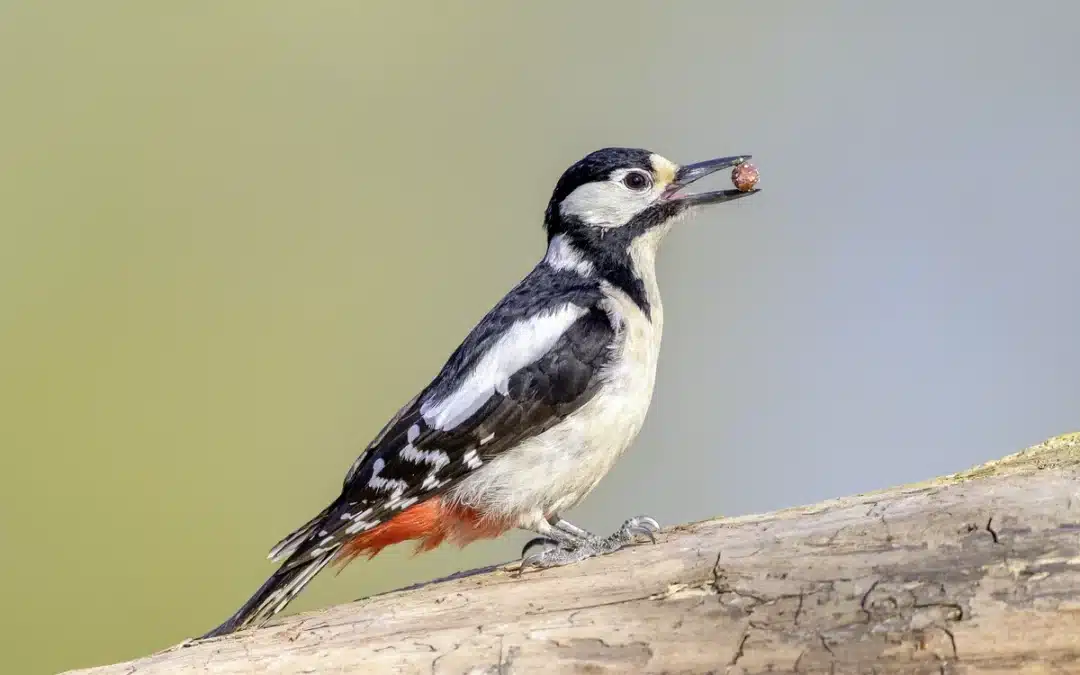So erkennst du das Buntspecht Weibchen – und was es besonders macht