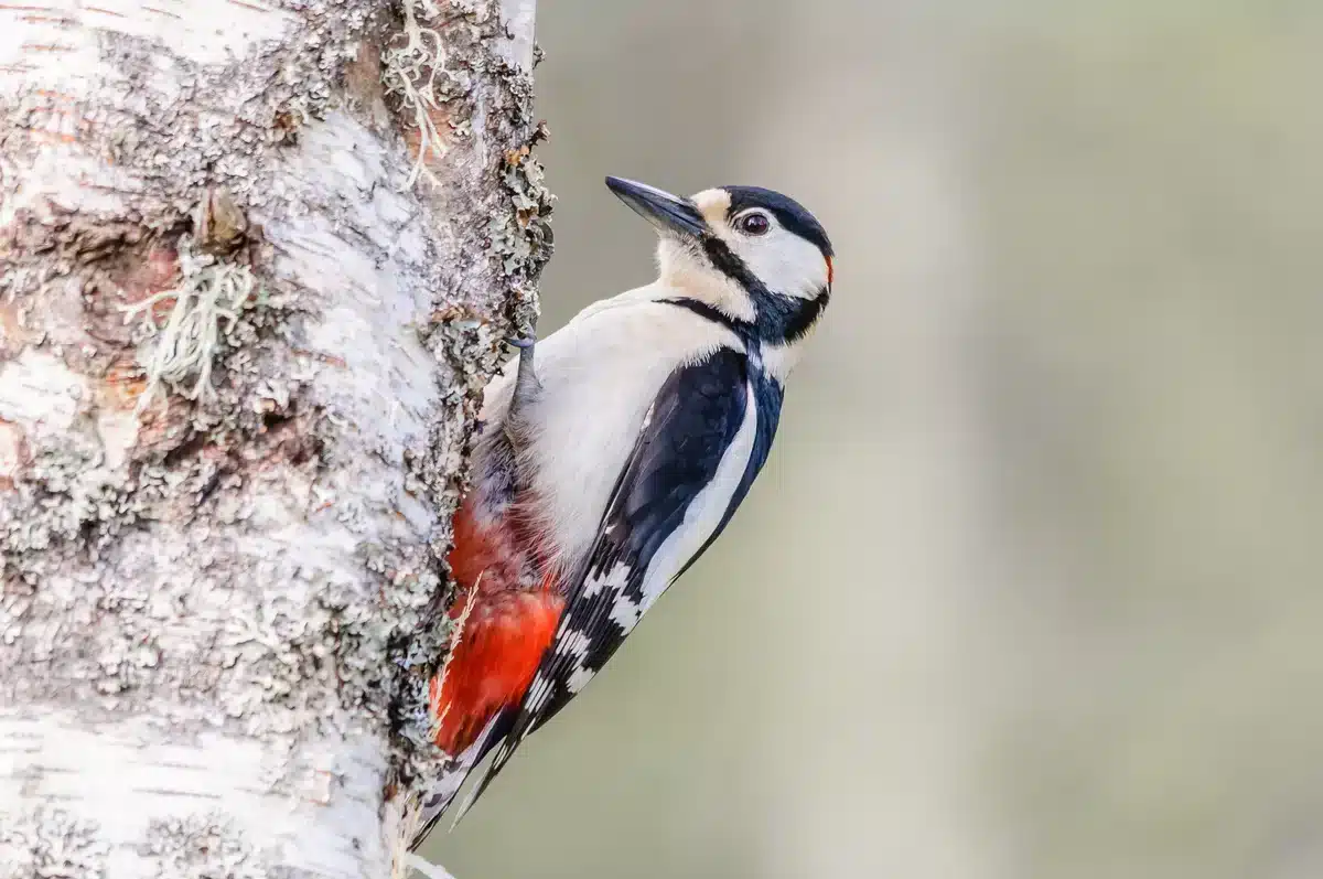 Buntspecht im Garten - Vögel in Europa