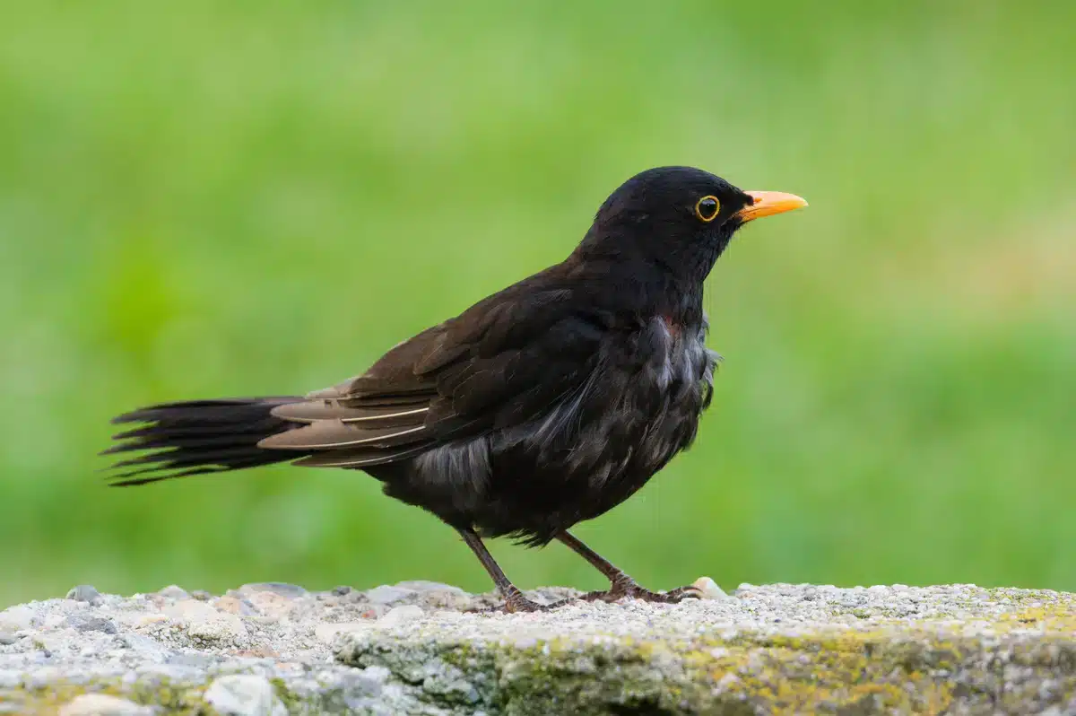 Das Amsel Männchen - Wildtiere in Europa
