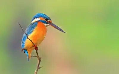 Eisvogel Weibchen: So erkennst du das Weibchen des schillernden Fischjägers