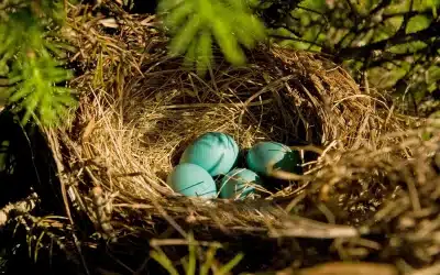 Das Rotkehlchen Nest: Wo und wie Rotkehlchen ihren Nachwuchs aufziehen