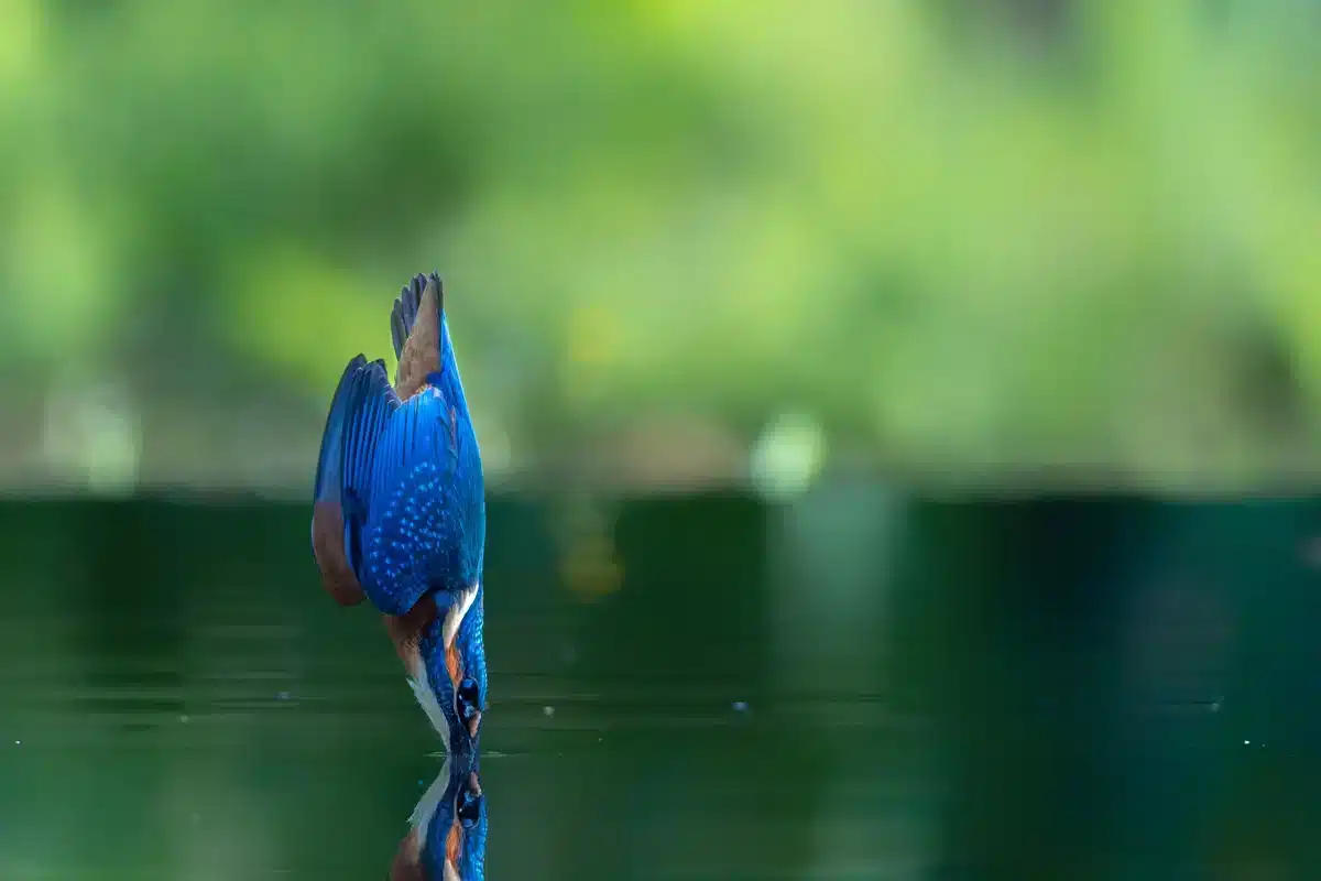 Eisvogel Besonderheiten Präzision im Sturzflug - Vögel in Europa