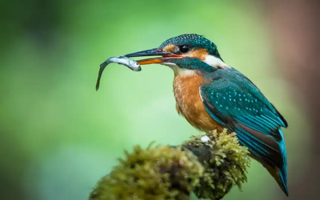 Eisvogel Deutschland: Ein schillernder Bewohner heimischer Gewässer
