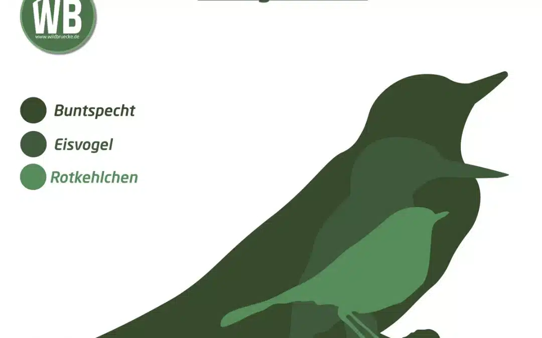 Die Eisvogel Größe – Überraschende Fakten