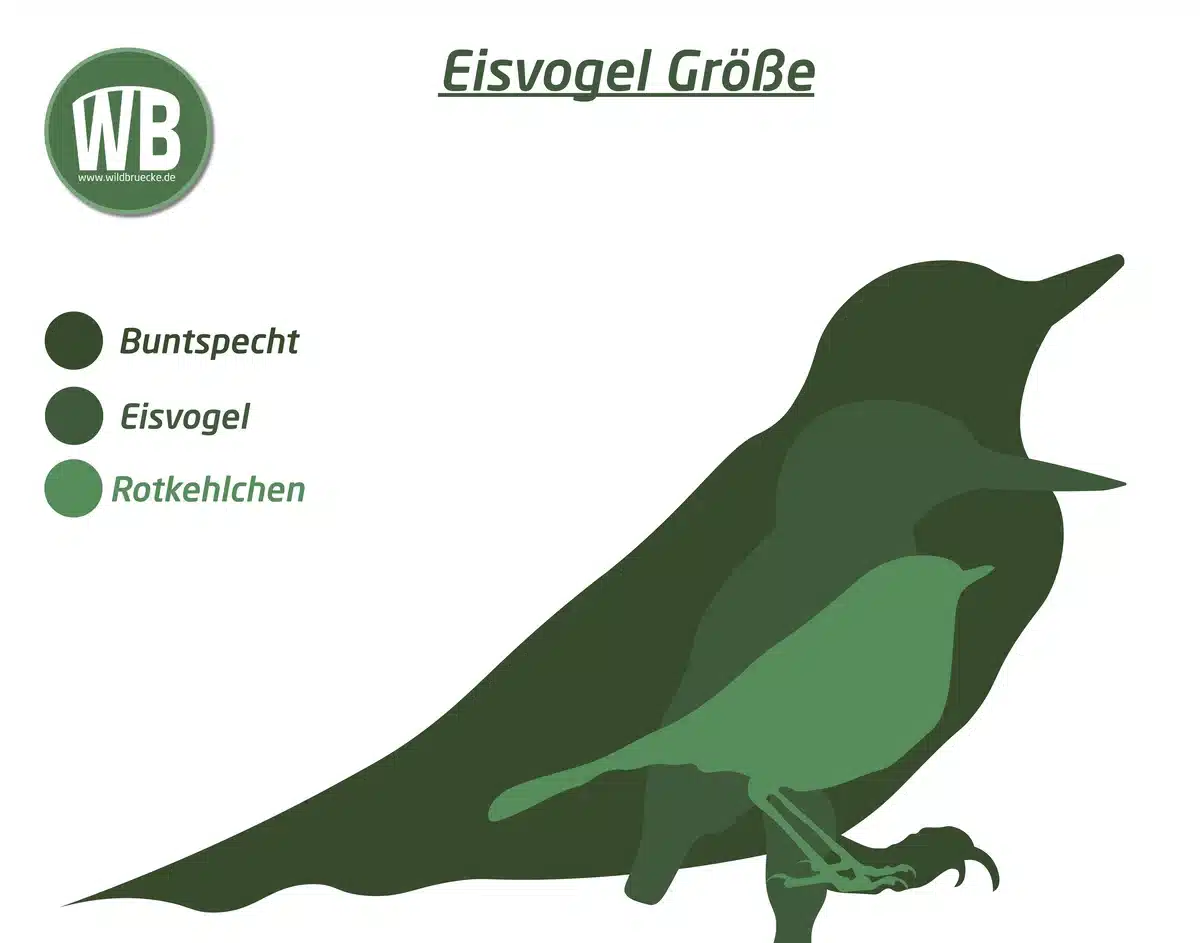 Eisvogel Größe im Vergleich zum Buntspecht und Rotkehlchen - Vögel in Europa