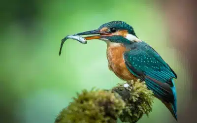 Was frisst der Eisvogel? Spannende Einblicke in die Eisvogel Nahrung