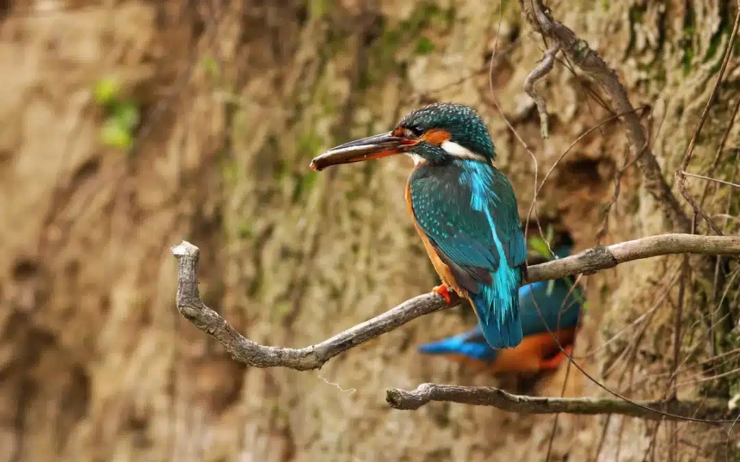 Der Eisvogel beim Nestbau – Einblicke in eine verborgene Welt