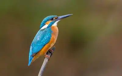 Der Eisvogel Ruf – Wie der fliegende Edelstein auf sich aufmerksam macht