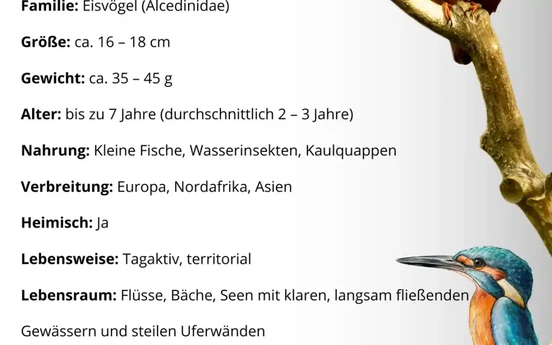 Eisvogel Steckbrief: Alles über den schillernden Uferbewohner