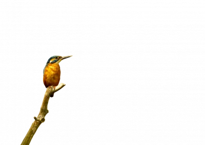 Eisvogel