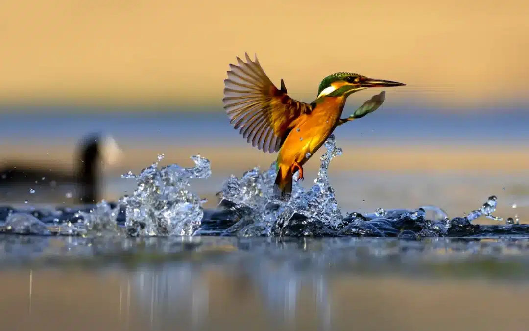 Der Eisvogel fliegend – So beeindruckend jagt dieser Vogel über dem Wasser