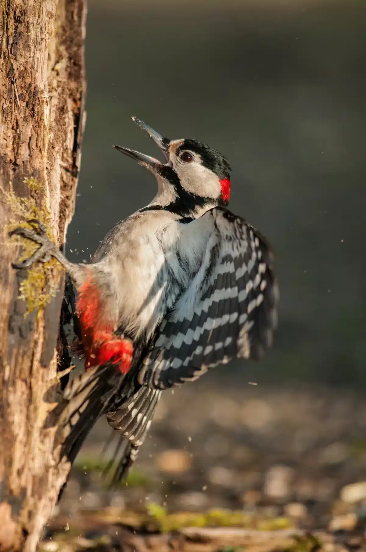 Gereizter männlicher Buntspecht - Vögel in Europa