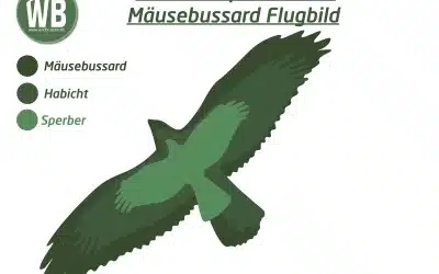Habicht Flugbild – so erkennst du ihn sicher am Himmel