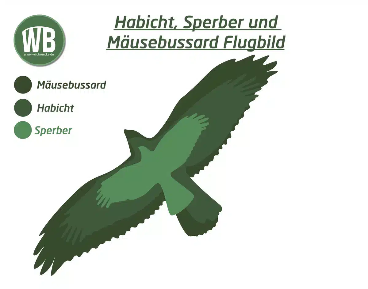 Habicht Flugbild im Vergleich zum Sperber und Mäusebussard - Vögel in Europa